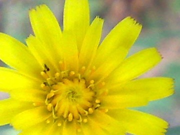 Hypochaeris radicata